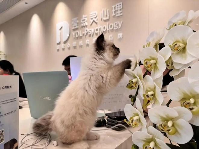 避坑！北京心理咨询哪家好？无互联网医疗牌照=隐私裸奔+维权无门(图2)